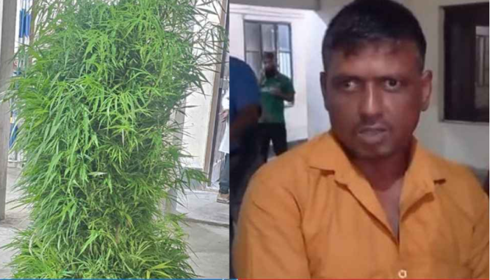 ইউটিউব দেখে গাঁজা চাষে সফল বিল্লাল, অতঃপর...