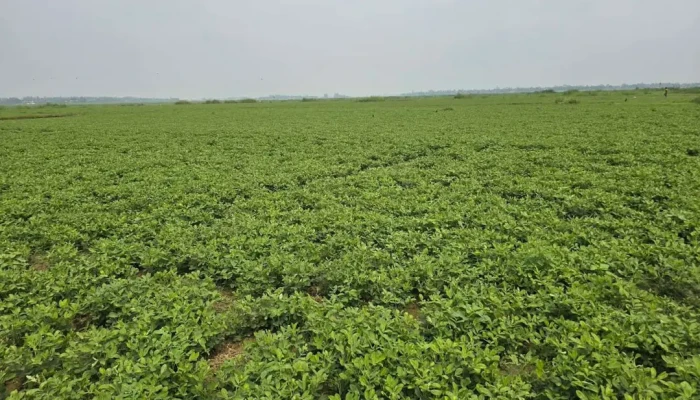 চরাঞ্চলে বাড়ছে বাদাম চাষ