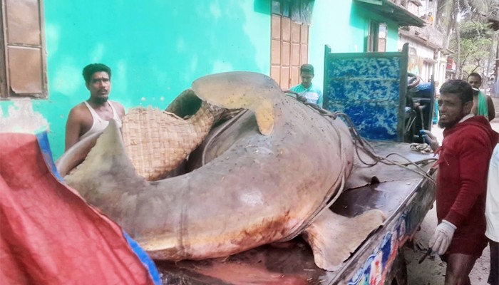 ​২৫ মণ ওজনের ‘খটক মাছ’ আড়াই লাখে বিক্রি