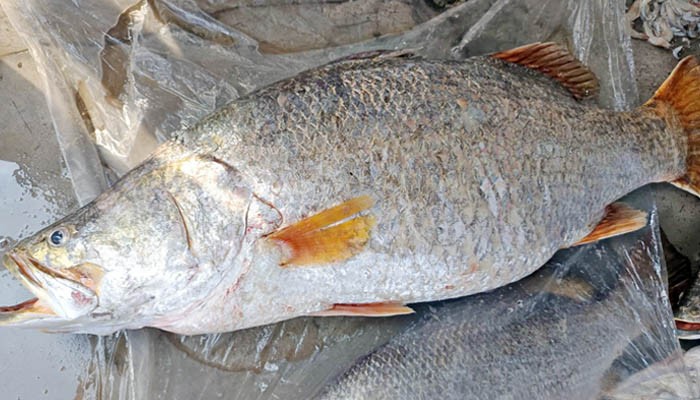 ​এক কোরাল ৩০ হাজারে বিক্রি