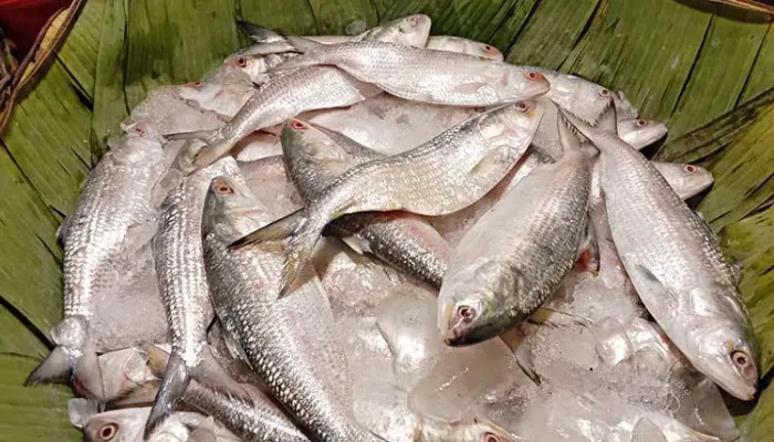 ইলিশের গায়ে বৈশাখের ছোয়া