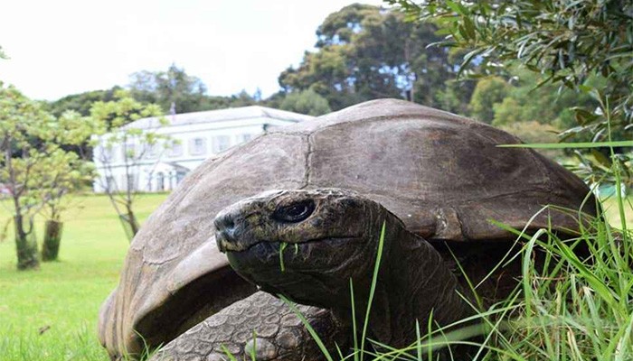 ​প্রতারণার শিকার বিশ্বের সবচেয়ে বয়স্ক কচ্ছপ ‘জোনাথন’