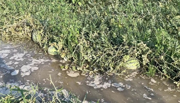 ভারী বর্ষণে তরমুজ খেতে পানি, দিশেহারা কৃষক