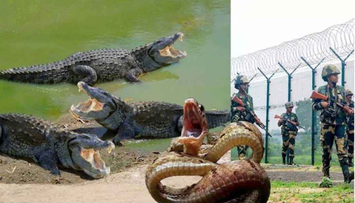 বাংলাদেশ সীমান্তে সাপ-কুমির ছাড়ার পরিকল্পনা ভারতের