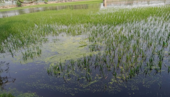 বৃষ্টিতে তলিয়ে গেছে ১০০ একর ফসল, দিশাহারা কৃষক