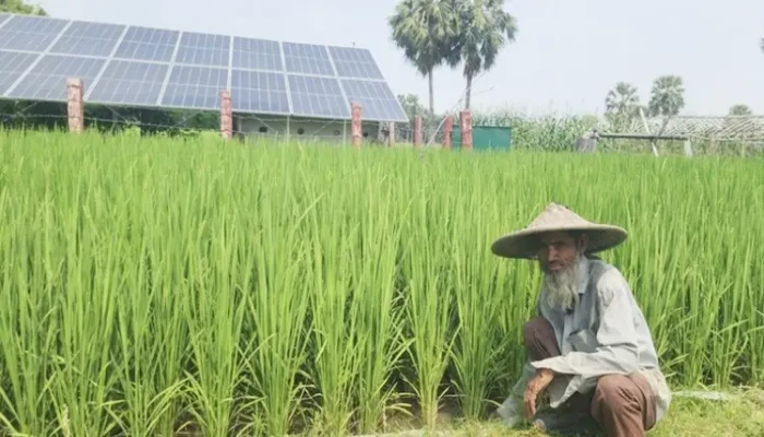 সৌরবিদ্যুতে ঝুঁকছেন চাষিরা