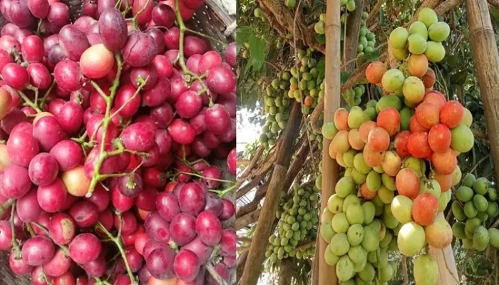 পাহাড়ে নতুন সম্ভাবনা: চাষ হচ্ছে আপেলের চেয়েও দামি ফল