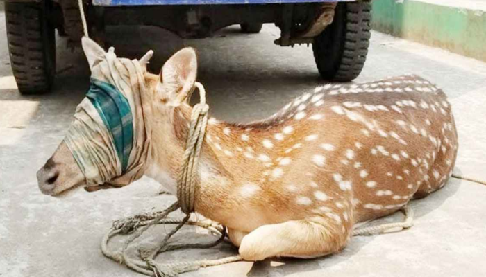 ​জোয়ারে লোকালয়ে ভেসে এলো চিত্রা হরিণ