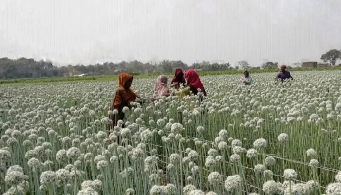 মেহেরপুরে উচ্চ ফলনশীল পেঁয়াজ বীজে বদলাচ্ছে কৃষকের ভাগ্য