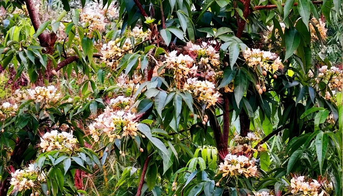 বরুণ ফুলে মুগ্ধ তরুণ!