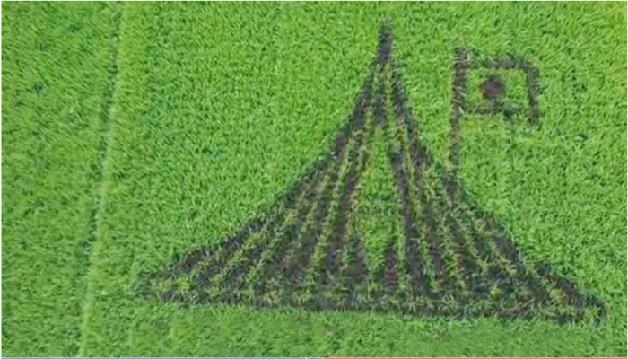 ধানক্ষেতে জাতীয় স্মৃতিসৌধের নকশা