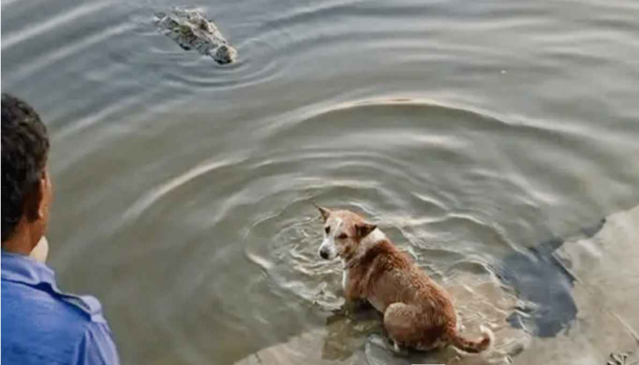 দিঘির ঘাটে কুমিরের মুখে কুকুর, ভাইরাল ভিডিও নিয়ে যা জানা গেল