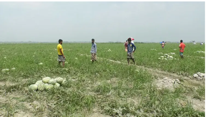 বিচ্ছিন্ন চর নিয়ে দ্বন্দ্বে বিপাকে তরমুজ চাষিরা