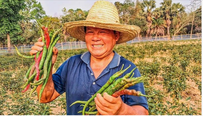 শ্রীপুরে ‘লম্বা মরিচ’ চাষে সফল ছেন জিয়েন গাও