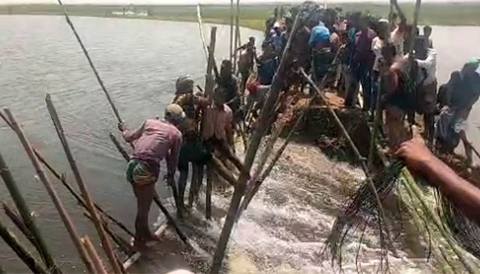 ​হাওরের বাঁধ ভেঙে পানির ঢল, বোরো ধান বাঁচাতে কৃষকদের প্রাণপণ চেষ্টা