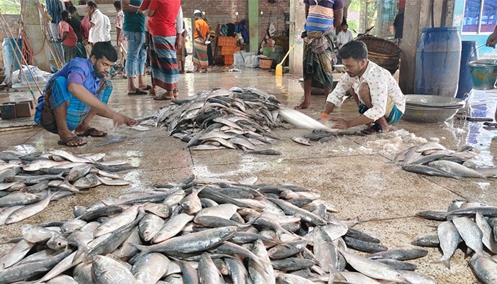 'স্বর্ণের দামে' বিক্রি হচ্ছে ইলিশ