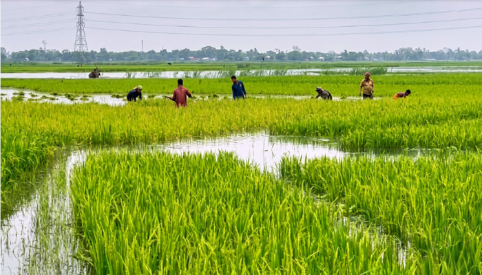 হাওরে নেই উৎসবের আমেজ, ফসল রক্ষায় ব্যস্ত চাষি