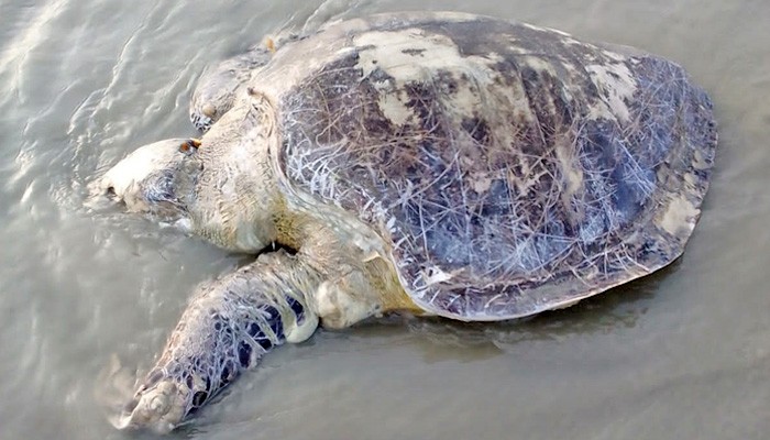 কাউয়ার চরে ভেসে এলো ৪০ কেজি ওজনের মৃত কচ্ছপ