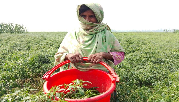 পেঁয়াজ-মরিচে লোকসানে কৃষক