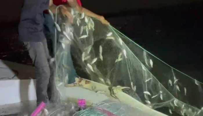 ইলিশের উৎপাদন নিয়ে শঙ্কা