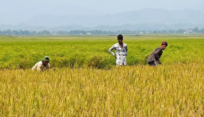 হাওড়ে  শ্রমিক সংকট  চরমে
