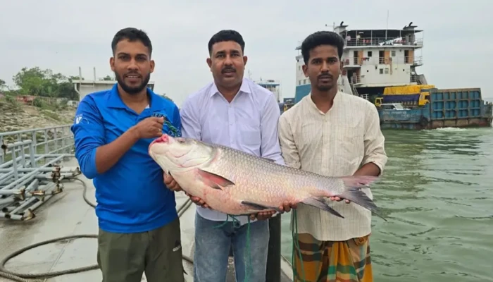 পদ্মার এক কাতল ৪২ হাজার টাকায় বিক্রি