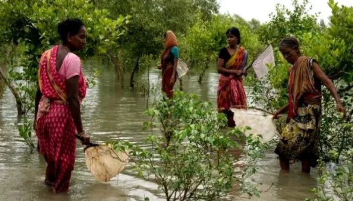 সুন্দরবনে টিকে থাকার লড়াই: ভূমিহীন মুণ্ডাদের প্রতিদিনের যুদ্ধ