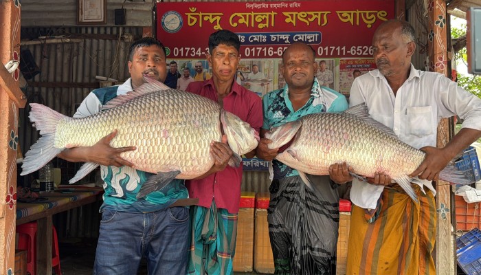 পদ্মা-মেঘনার মোহনায় ধরা পড়ল বিশালাকৃতির দুই কাতল