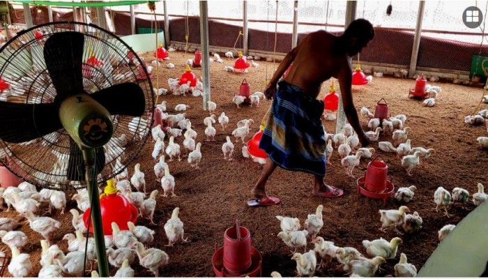 লোডশেডিংয়ে মরে যাচ্ছে মুরগি: মহা সংকটে খামারিরা