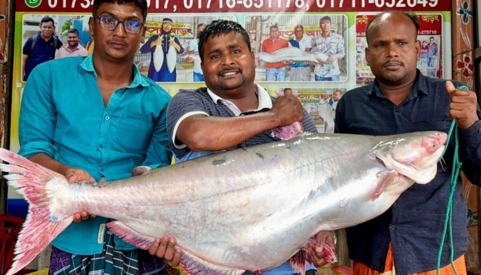এক পাঙ্গাশের দাম ৭০ হাজার টাকা