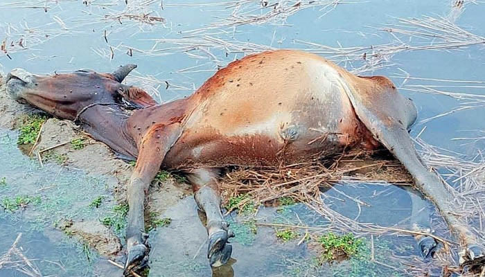 কলাপাড়ায় বজ্রপাতে অর্ধশতাধিক গবাদিপশুর মৃত্যু