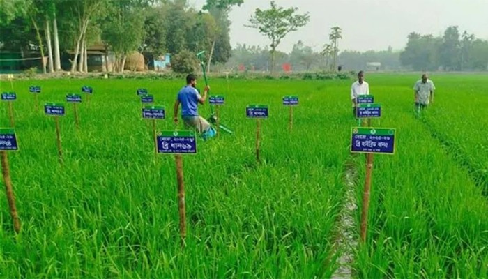 ​এক মাঠে ৫৪ জাতের ধান