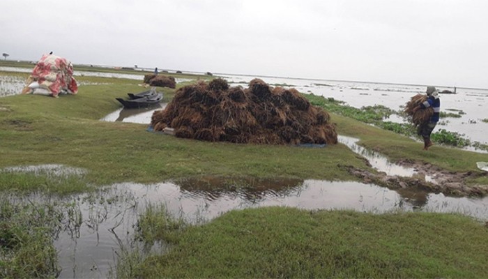 ​মৌলভীবাজারে পানিতে ডুবে গেছে ৮৯৭ হেক্টর জমির ফসল