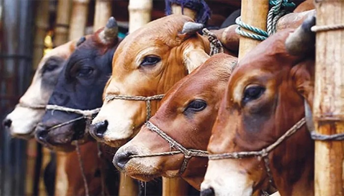 ​ঈদুল আজহায় ঢাকার দুই সিটি করপোরেশনে ১৩টি করে হাট বসবে