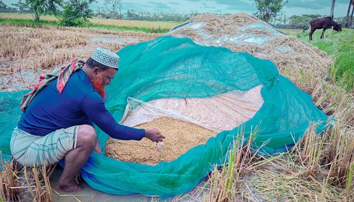 ​ক্ষেতে বৃষ্টির পানি জমে নষ্ট হচ্ছে পাকা ধান, চরম বিপাকে কৃষক