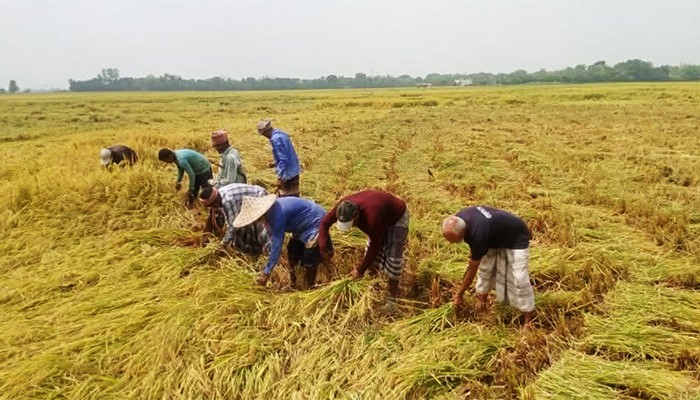 ​এক মণ ধান বিক্রি করে হচ্ছে না একজন শ্রমিকের মজুরি
