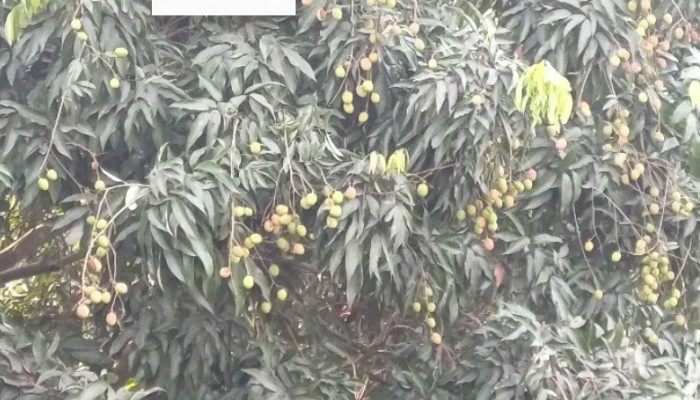 মেহেরপুরে ৮০০ হেক্টর জমিতে লিচু চাষ, বাম্পার ফলনের আশা