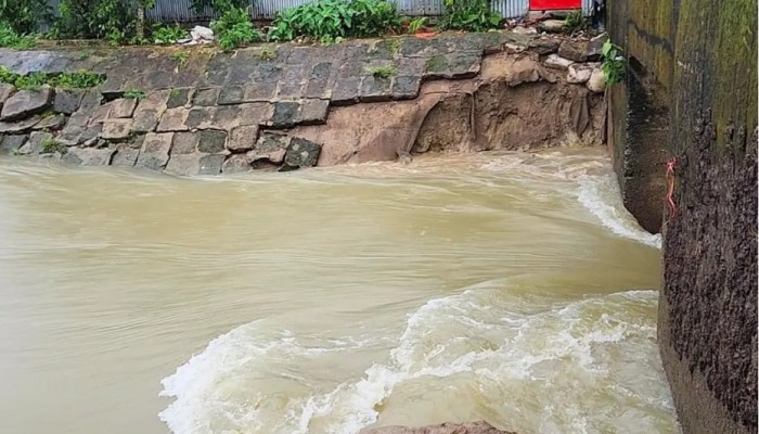 ধান কাটবেন নাকি বাঁধ রক্ষা: উভয় সংকটে কৃষকরা