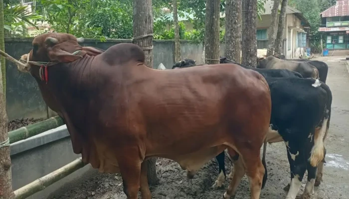কুরবানির হাট কাঁপাতে প্রস্তুত ১ টনের ‘লাল মিয়া’