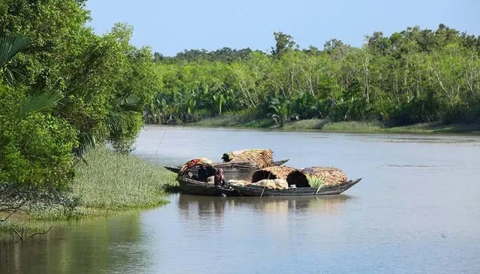 মধু সংগ্রহে ভাটা: বনে যাচ্ছে না মৌয়ালরা