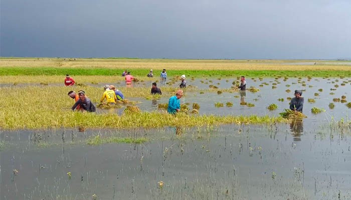 বুক সমান পানিতে নেমে ফসল বাঁচাতে মরিয়া কৃষক