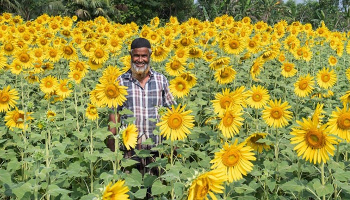 সয়াবিনের বিকল্প হবে সূর্যমুখি