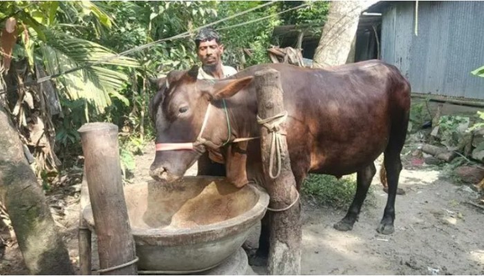ভোলায় কোরবানির হাট কাঁপাবে ‘জমিদার’