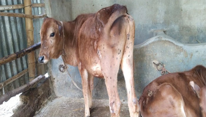 রাজারহাটে এক মাসে ২শতাধিক গরুর মৃত্যু: আতঙ্কে খামারিরা