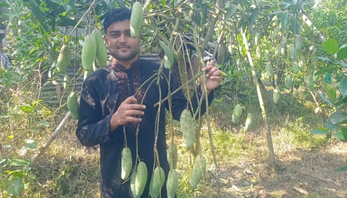 টিউশনের টাকায় ফলবাগান, সাকিনের বছরে আয় ৭ লাখ