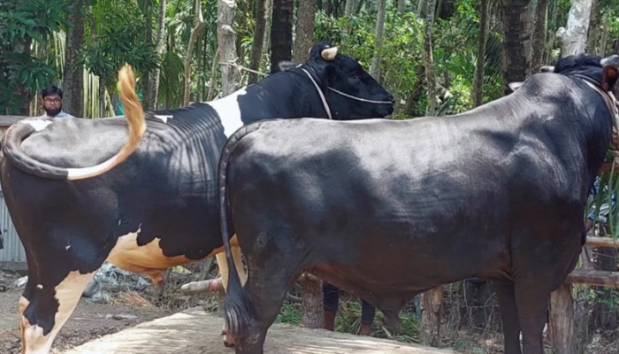 চাঁদপুরে ‘জোড়া কিং’ দেখতে ভিড়, দাম ১৩ লাখ টাকা
