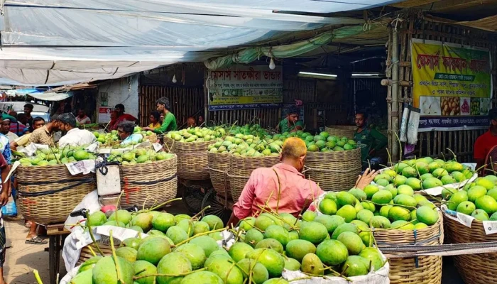 সাতক্ষীরার আমে ৫০০ কোটি টাকার বাণিজ্যের আশা