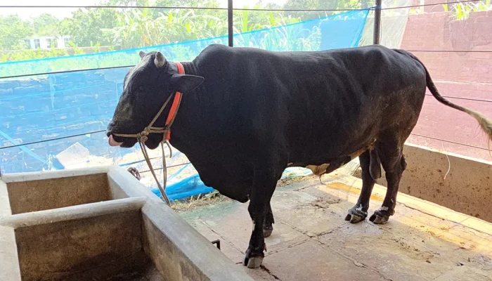 ১২০০ কেজি ওজনের ‘কালা মানিক’ কিনলে খাসি ফ্রি
