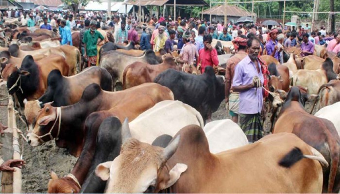 ঈদুল আজহা উপলক্ষে সারাদেশে বসছে ৩৬০০ পশুর হাট