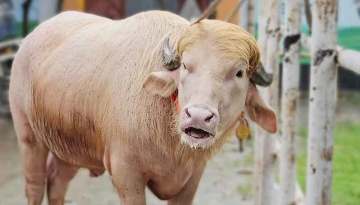তার নাম ‘ডোনাল্ড ট্রাম্প’!